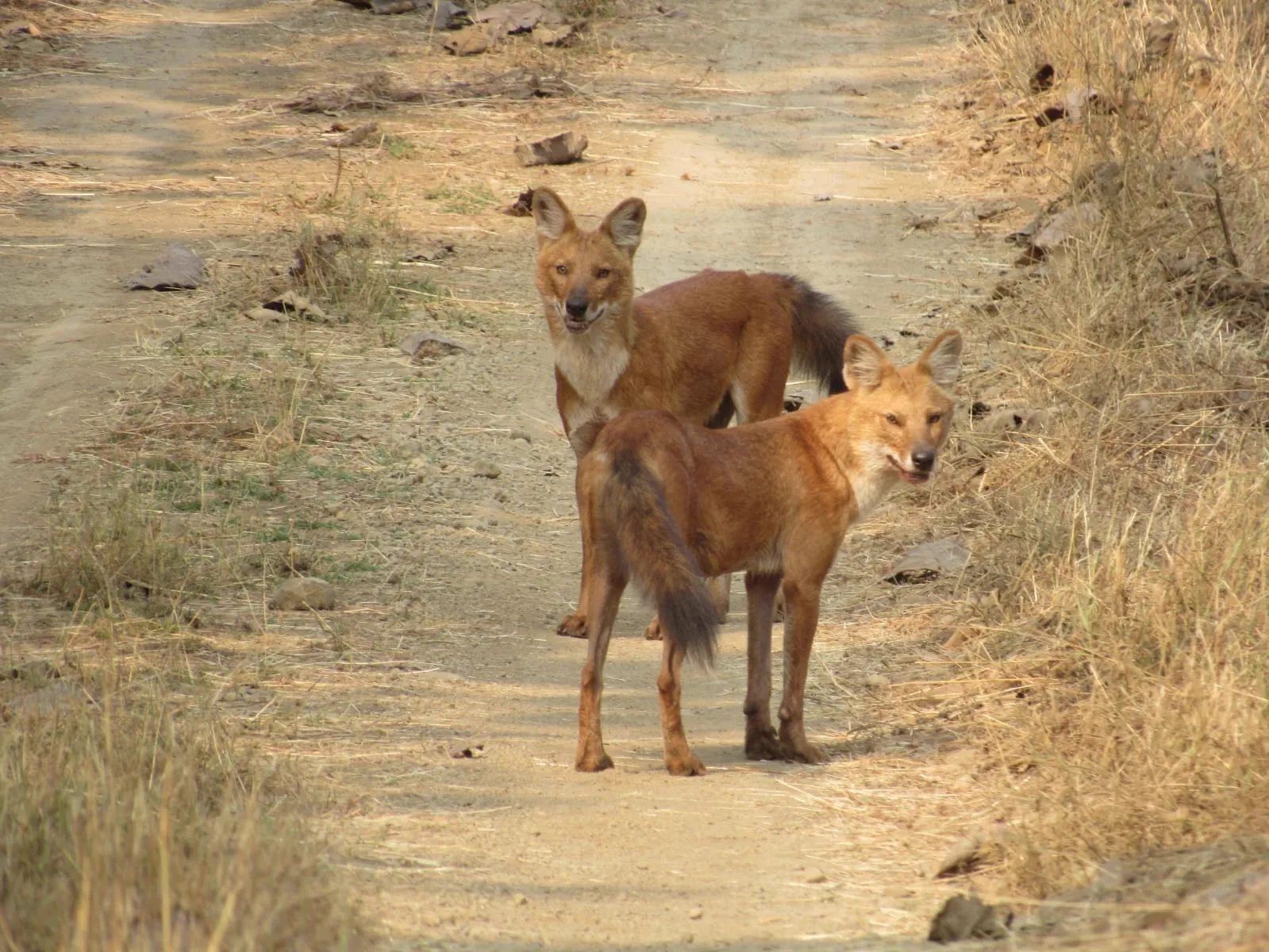 Indian Wild Dog Dhole Pack in Pench Tiger Reserve on a forest track