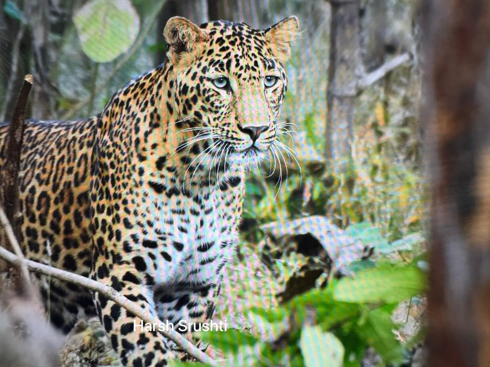 Indian leopard close-up portrait in Pench Tiger Reserve