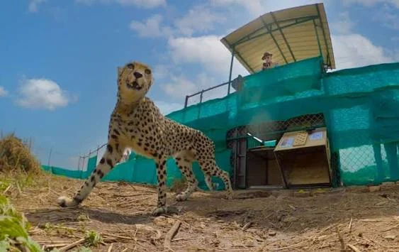 Cheetah stepping out of a soft boma enclosure at Kuno National Park cheetah safari