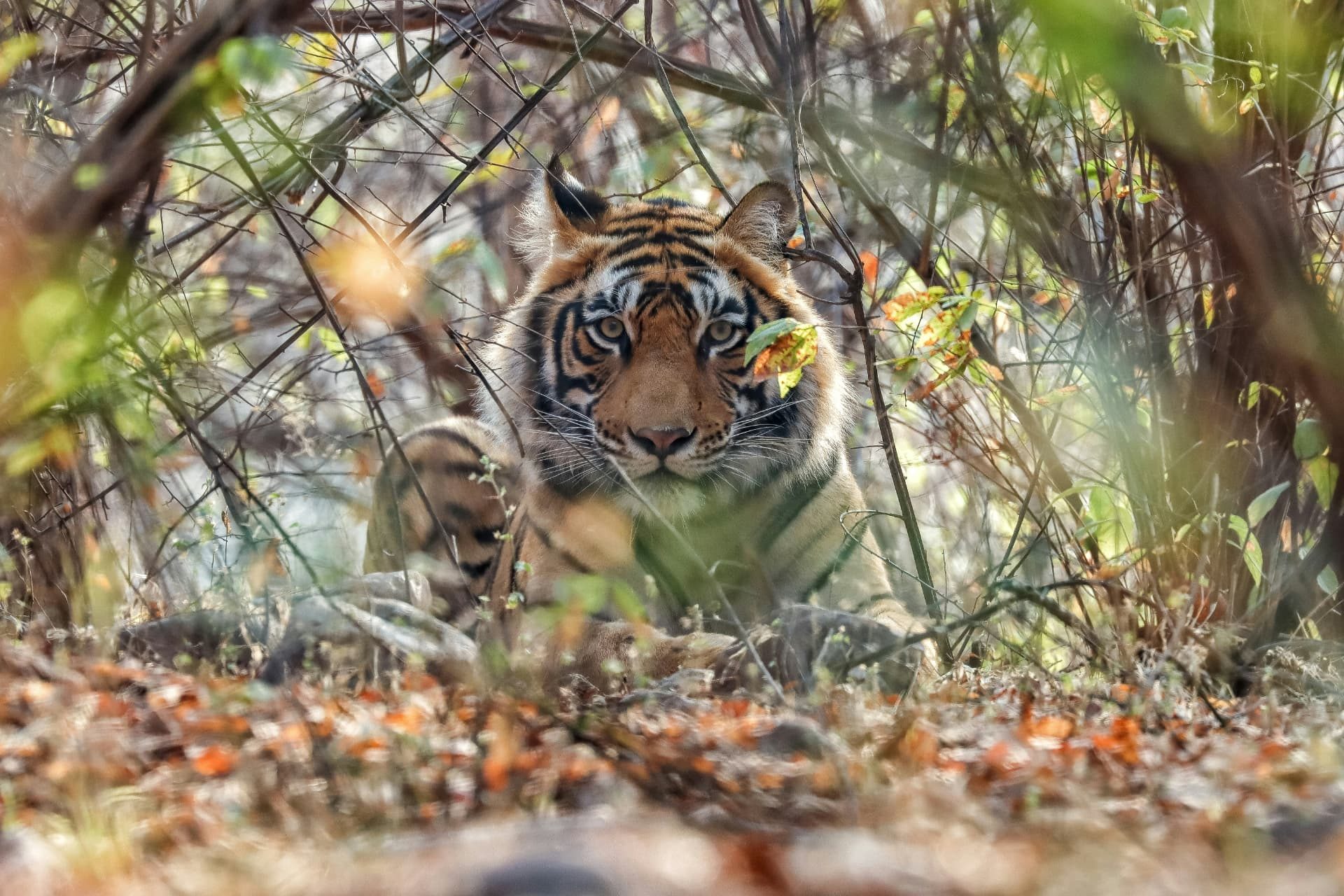 Tiger safari at Bandhavgarh Tiger Reserve core zone