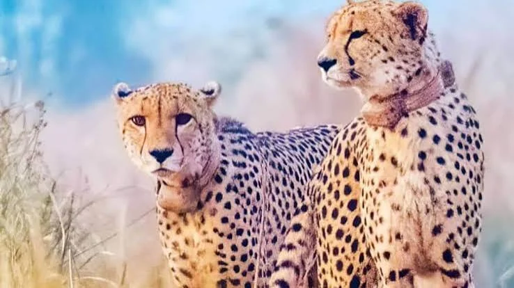 African Cheetah in Open Grasslands Kuno Wildlife Sanctuary