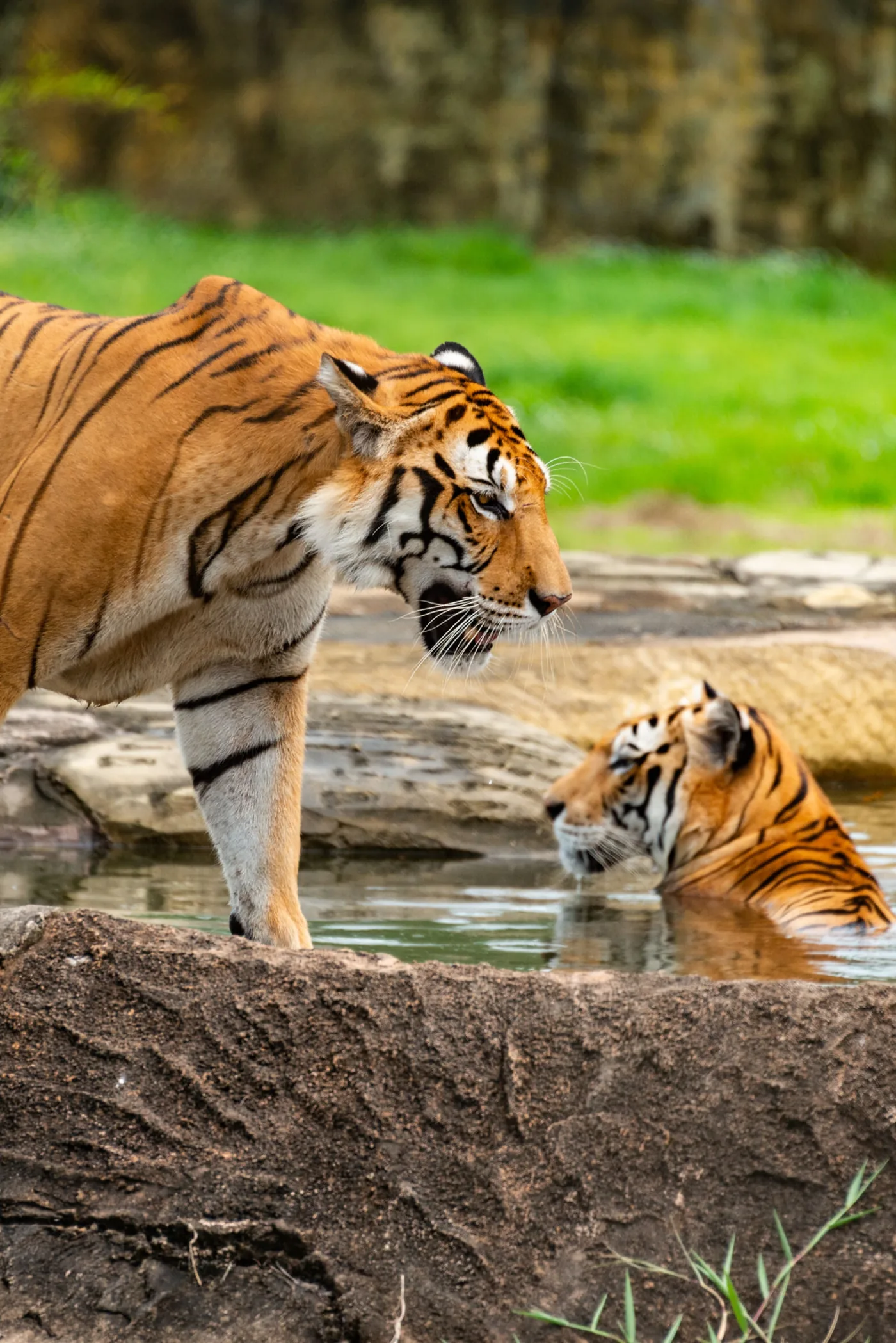 Panna Tiger Reserve tigers at a Ken river waterhole on safari