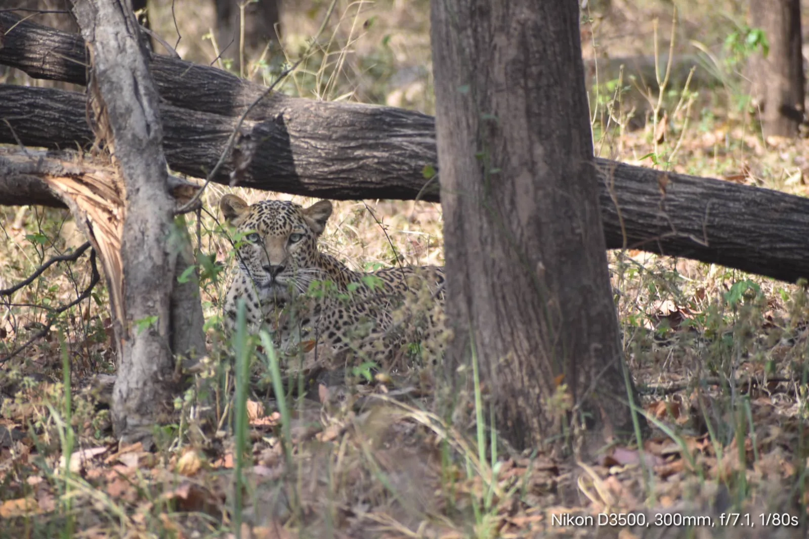 Leopard sighting on a Satpura Tiger Reserve safari, Churna core zone