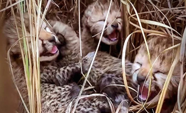 Newborn cheetah cubs in grass — Project Cheetah breeding success at Kuno
