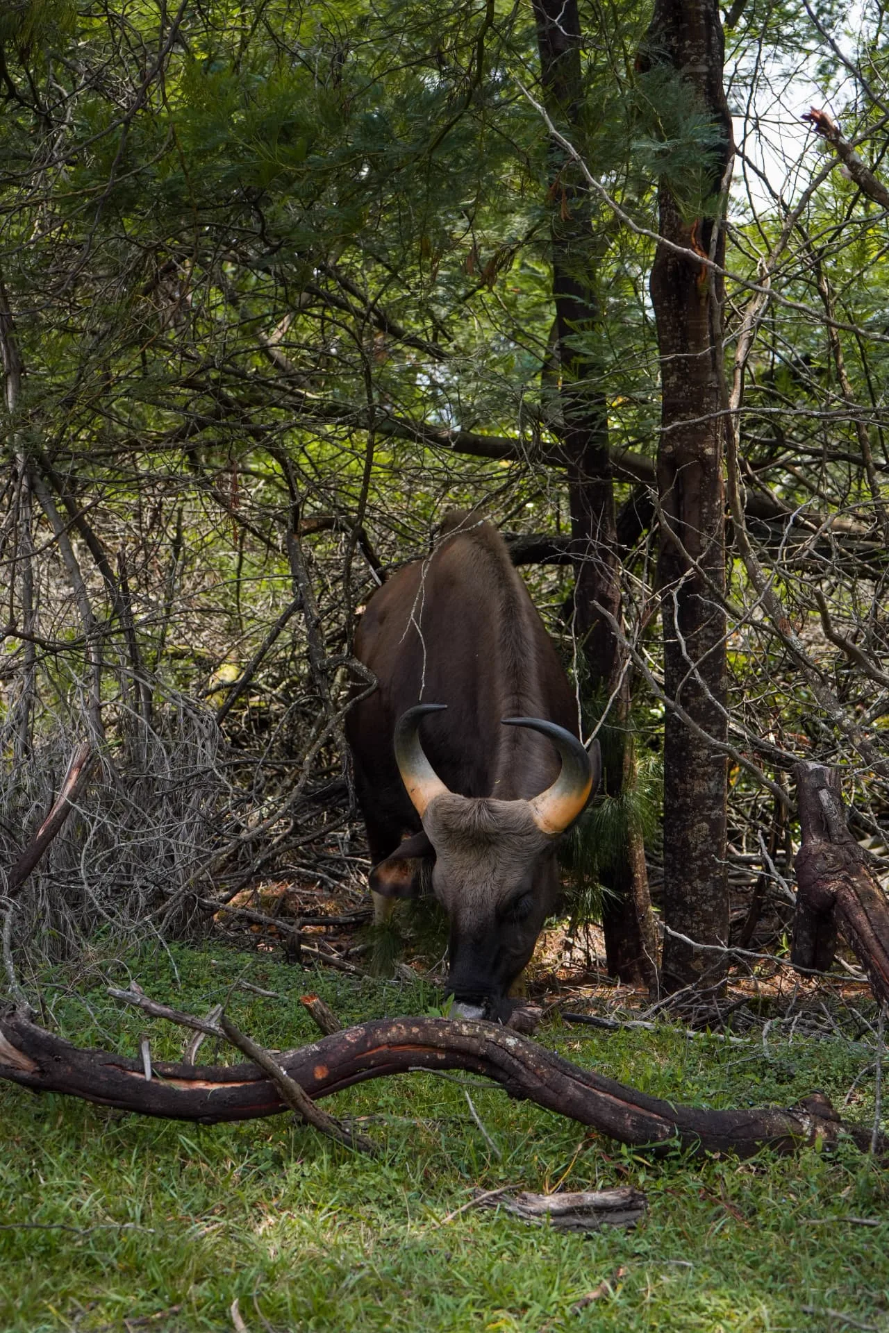 Satpura walking safari gaur Indian bison in sal forest Madhai side