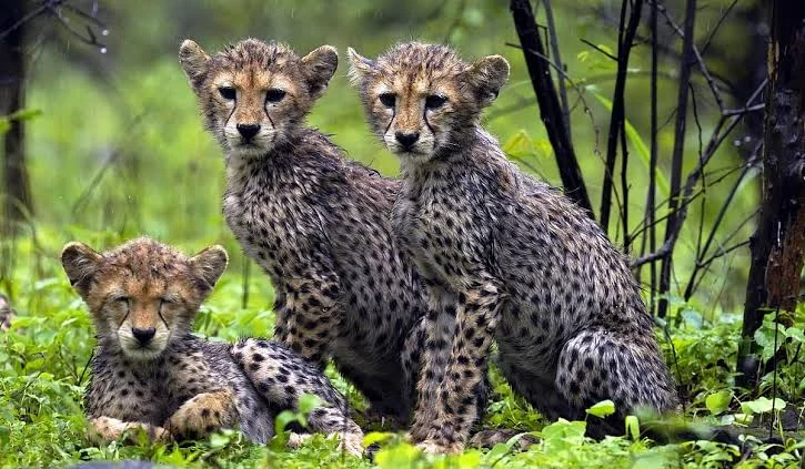 Cheetah cubs in monsoon-green forest at Kuno National Park, Madhya Pradesh