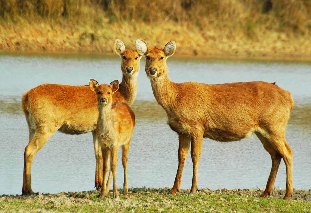 Barasingha swamp deer herd beside water in Kanha Tiger Reserve meadow