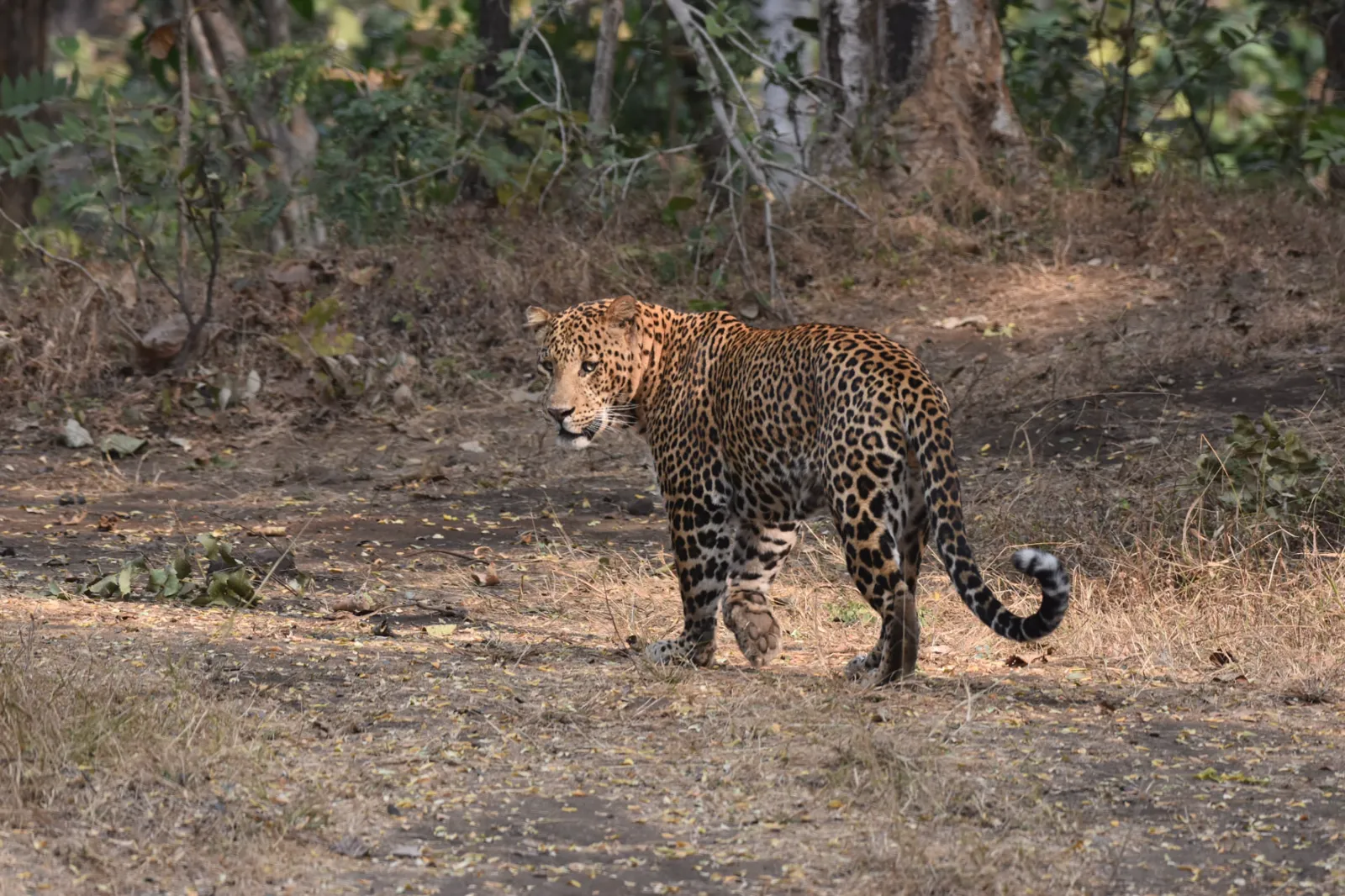 Leopard walking through teak forest on a Pench safari drive