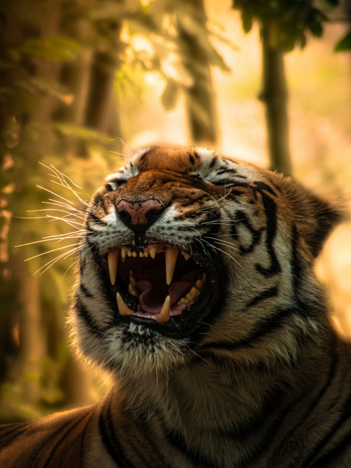 Tiger safari at Tadoba Tiger Reserve core zone