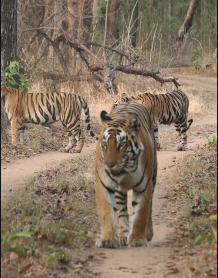 Satpura National Park jeep safari Madai Gate tigers on forest track