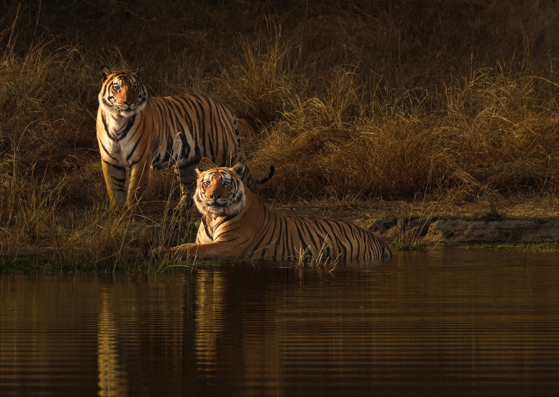 Two wild tigers at a Bandhavgarh National Park water body during a golden-hour tiger safari