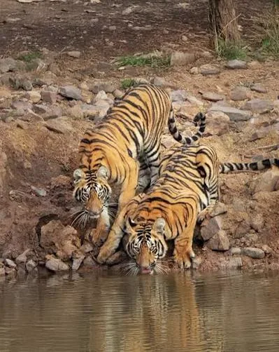 Bengal Tiger and Leopard Habitat Ratapani Tiger Reserve — tigers drinking at a waterhole