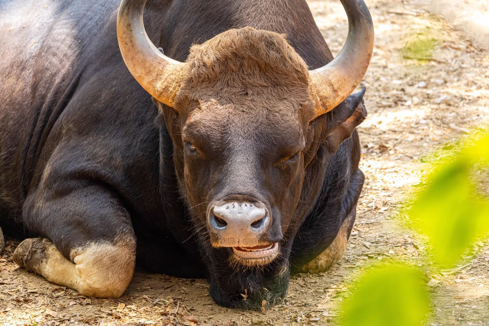 Gaur Indian bison close-up in Satpura Tiger Reserve wildlife
