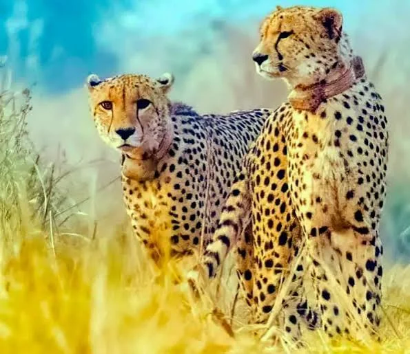 Kuno National Park Ahera Gate cheetah safari — two cheetahs in open grassland