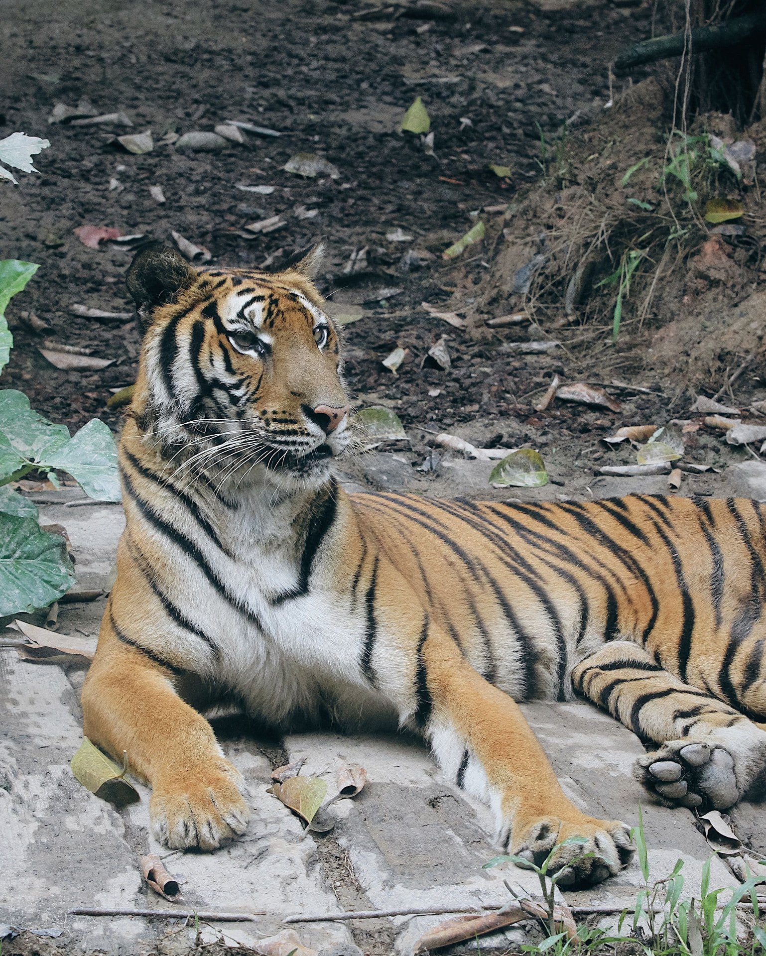 Tiger resting in sal forest shade on a Kanha Tiger Reserve safari drive