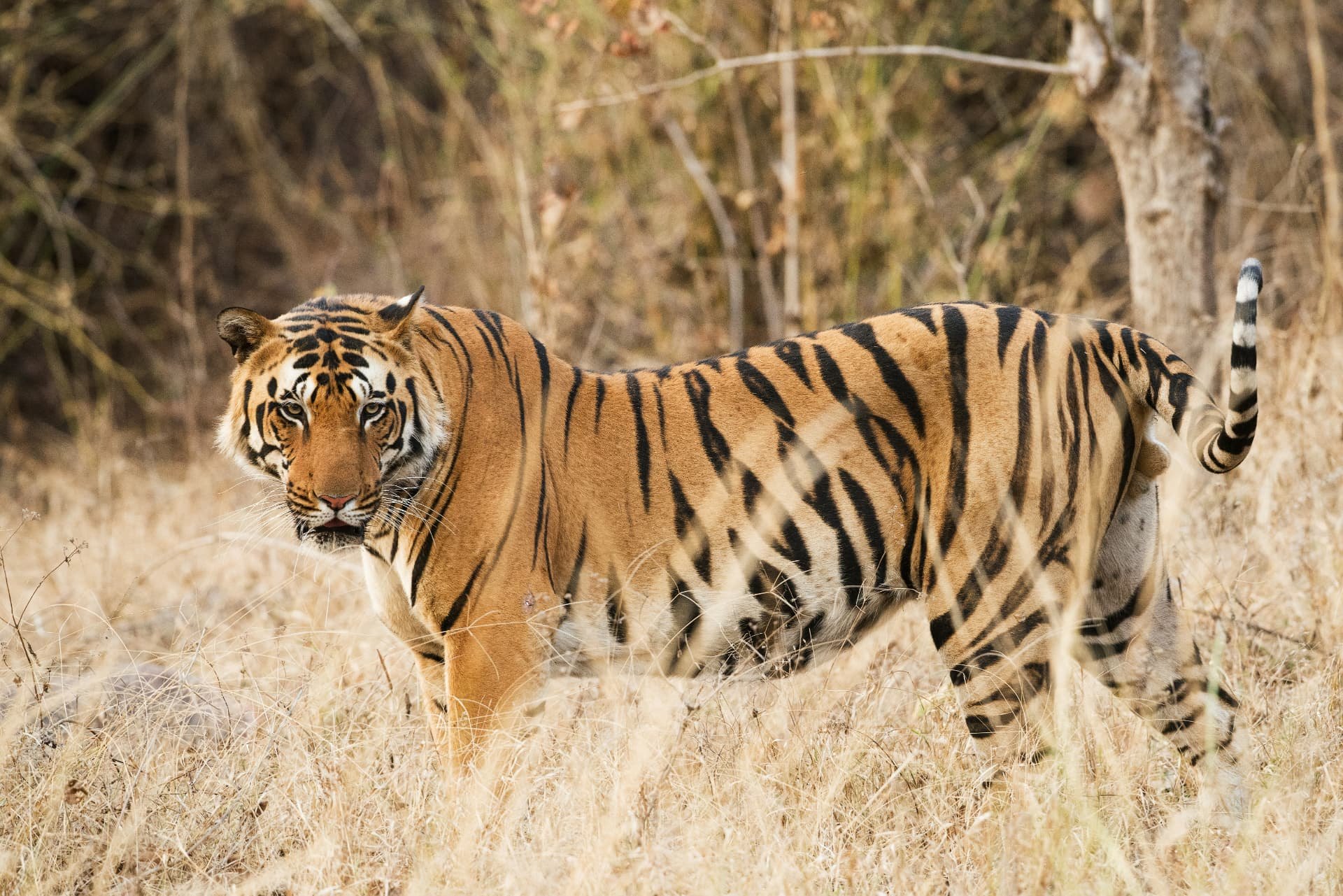 Tiger walking along a forest track in Kanha Tiger Reserve core zone