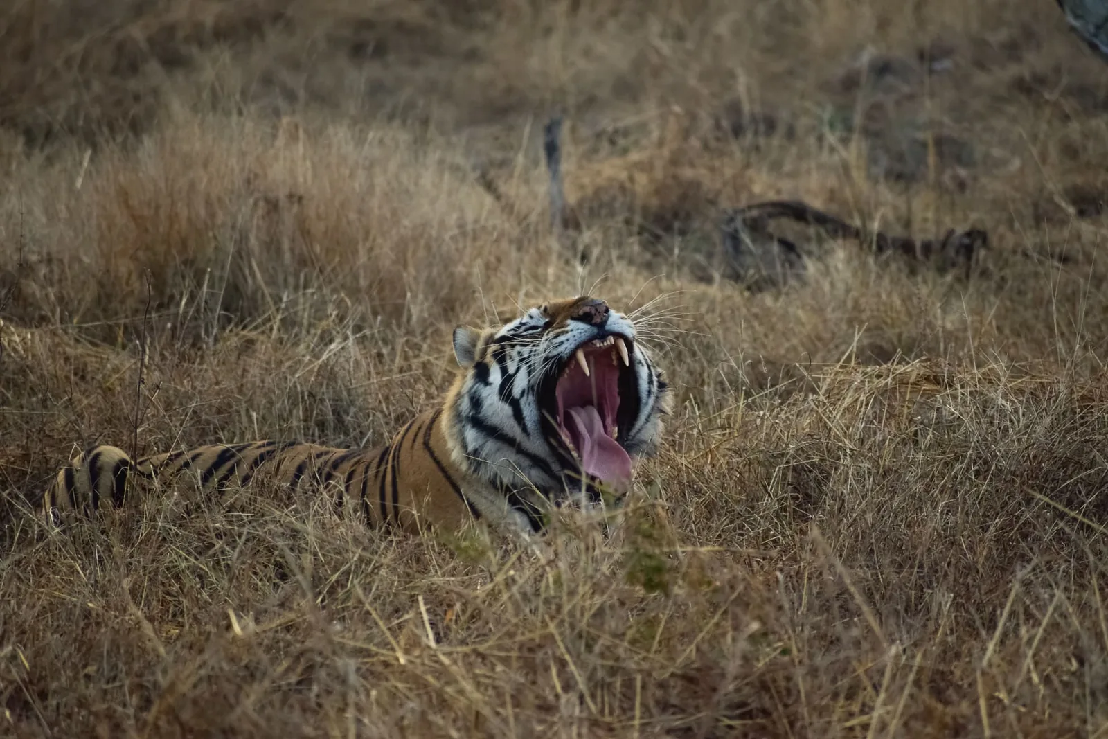Panna Tiger Reserve Hinouta zone safari tiger in grassland