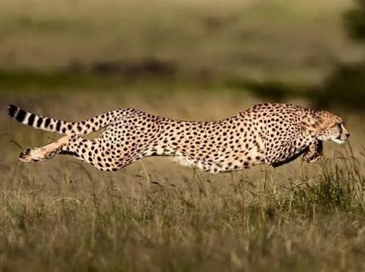 Cheetah running across open grassland at Kuno National Park