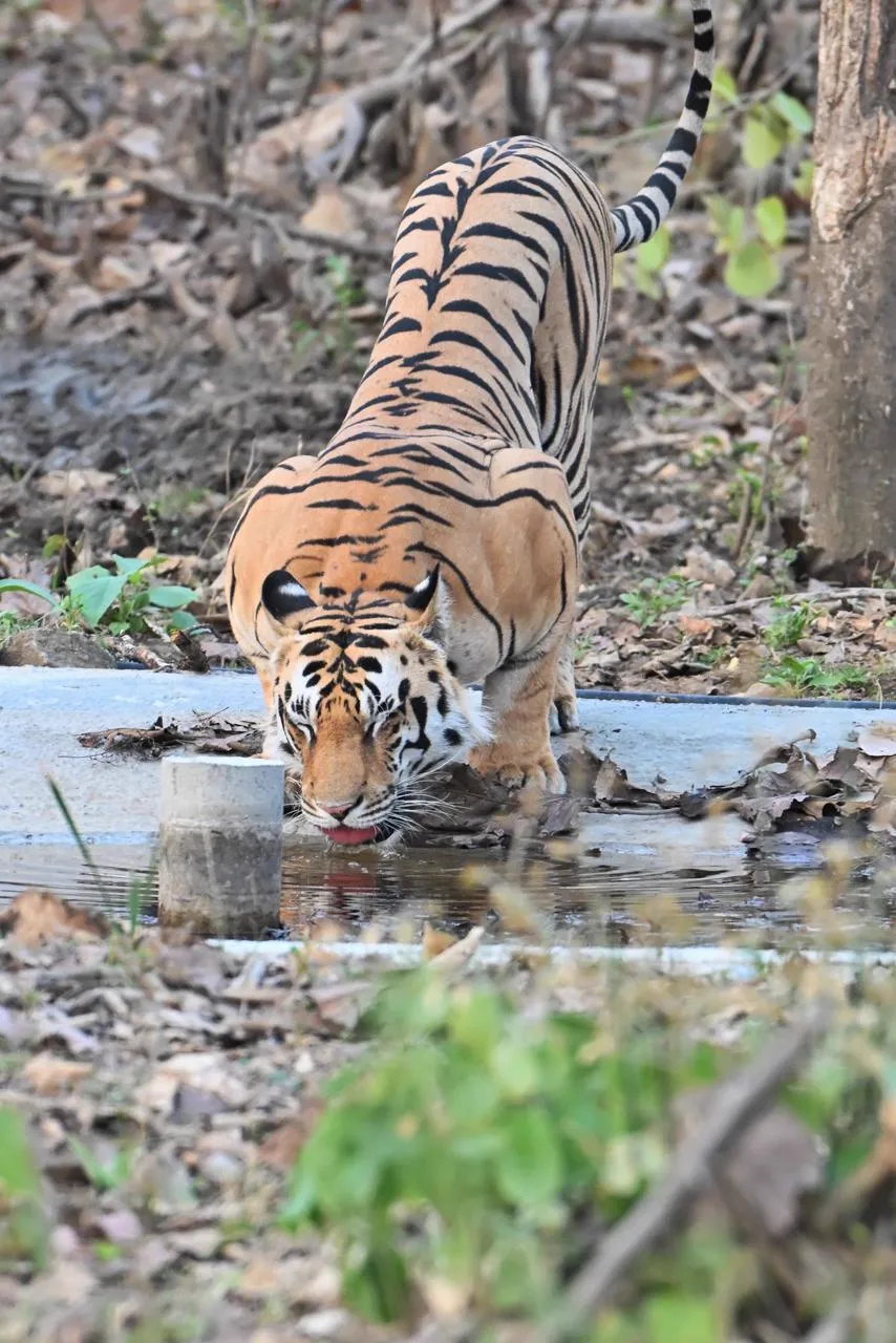Pench National Park Karmajhiri zone tiger drinking at a forest waterhole
