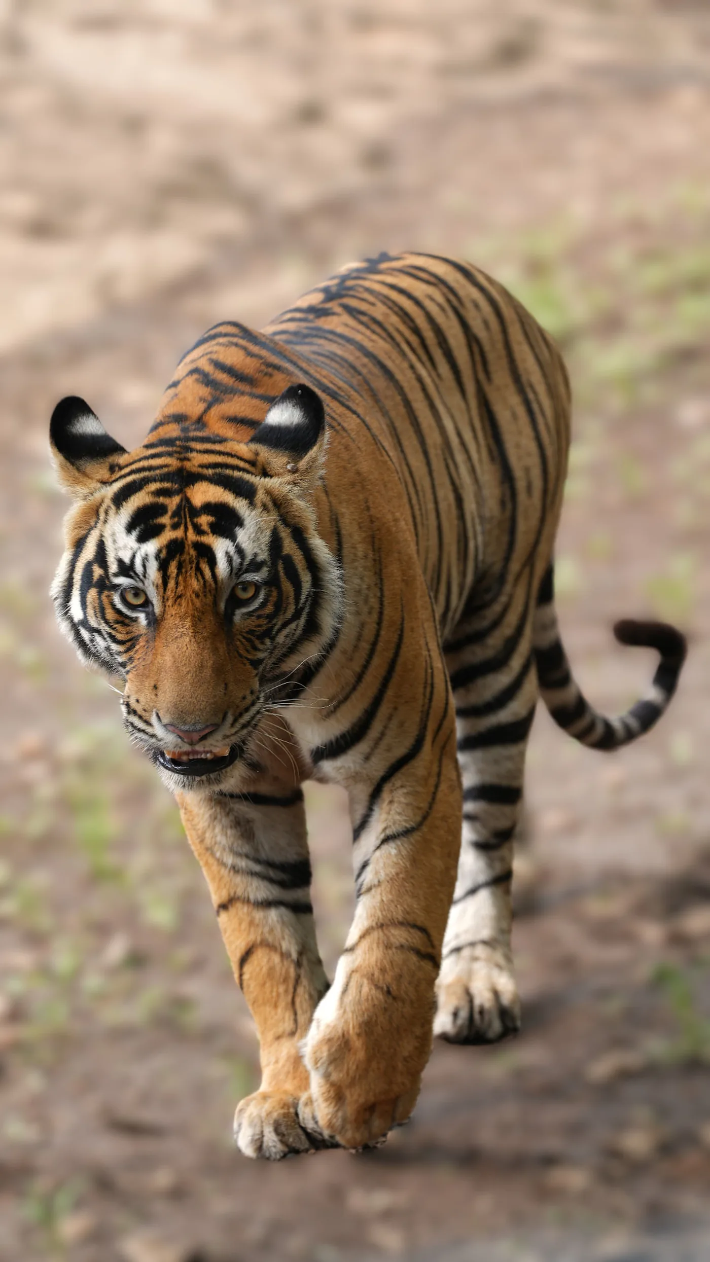 Tiger walking near Madla gate in Panna Tiger Reserve