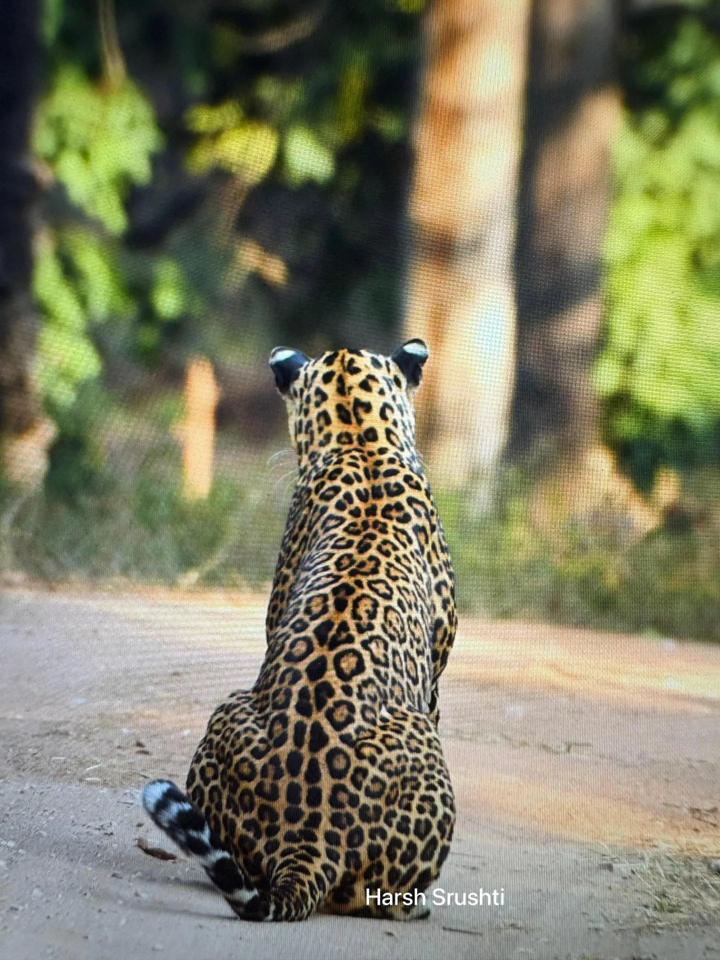 Leopard sitting on a jeep safari track in Pench Telia buffer zone