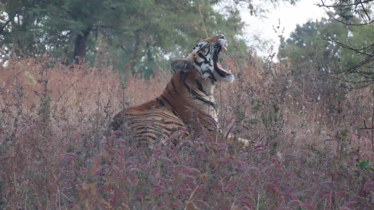 Tiger roaring in grassland of Pench Mowgli Land Jungle Book country