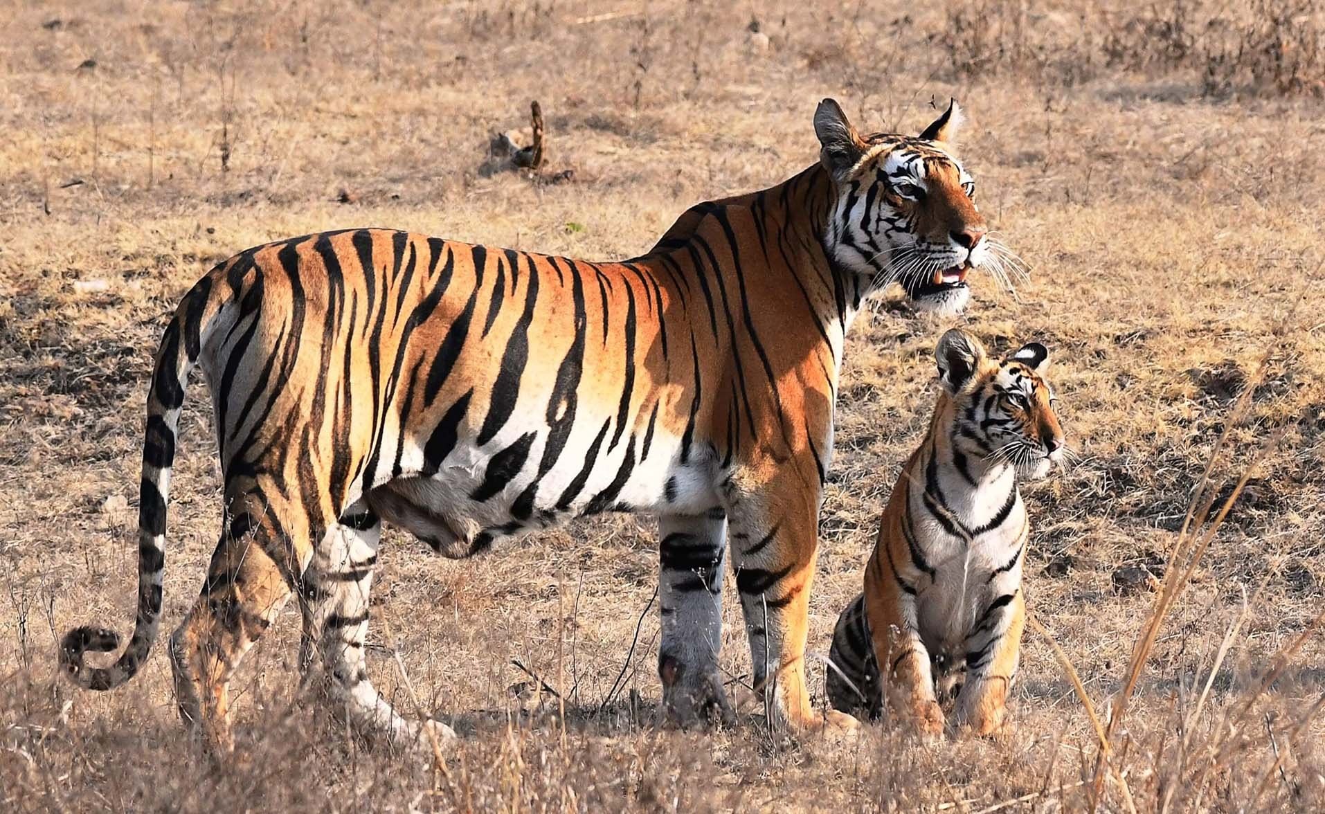 Kanha tigress with cub — family safari and resort booking near Khatiya and Mukki gates