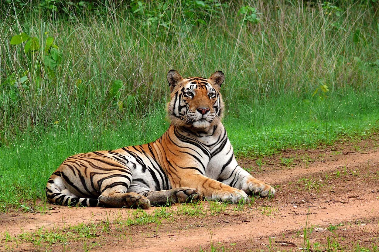 Tiger resting in lush green grassland of Kanha National Park after monsoon