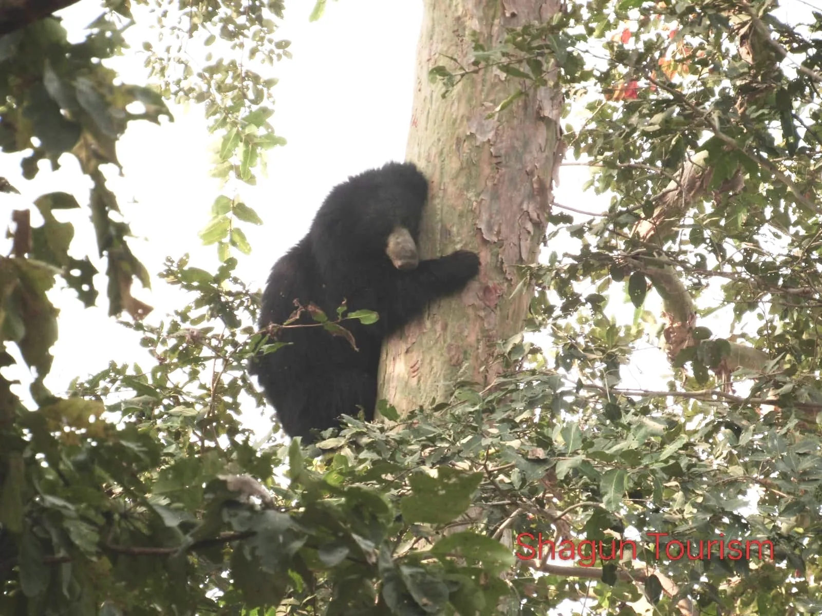 Sloth bear climbing a tree in Pench Tiger Reserve wildlife safari