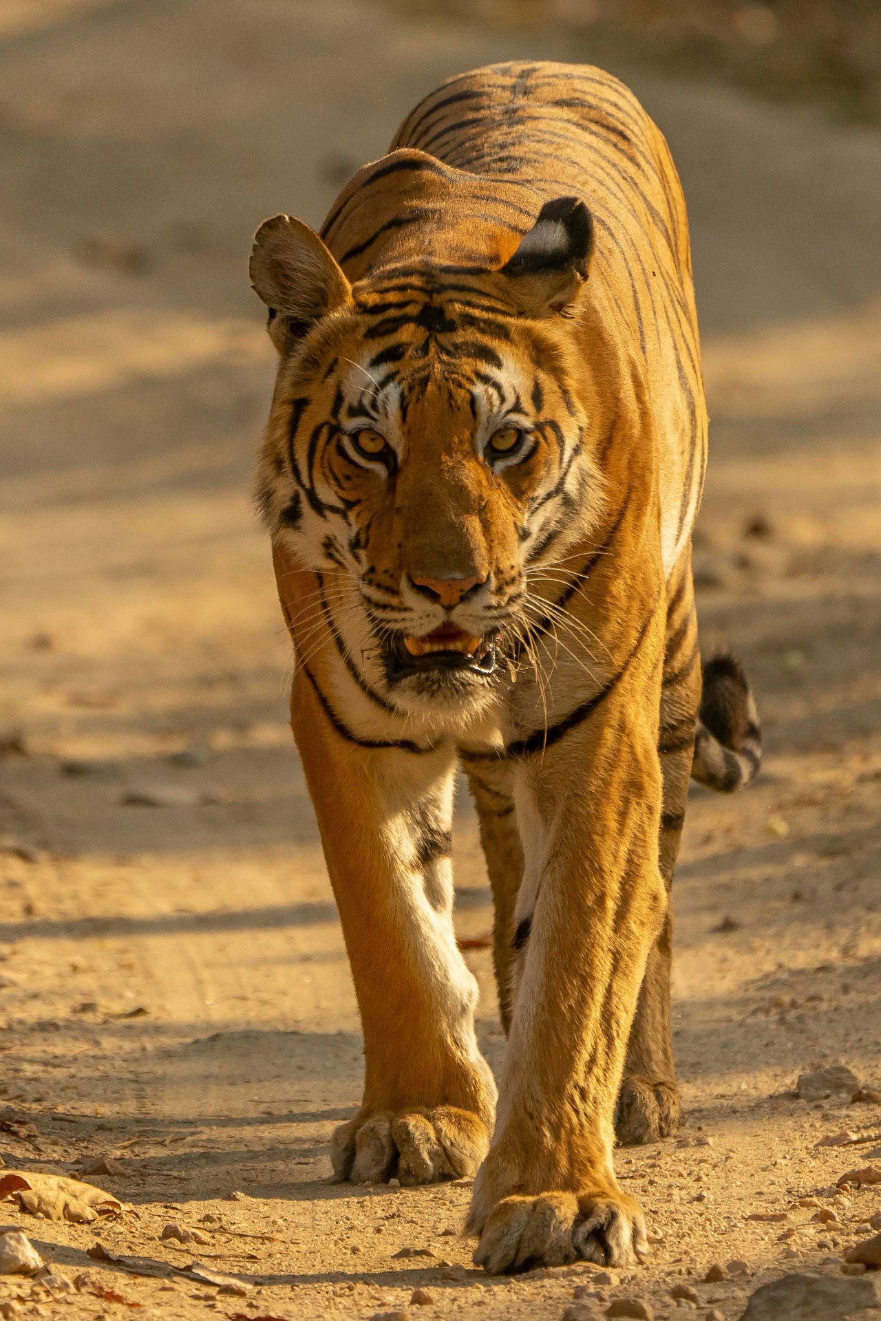 Tiger walking on forest track during Kanha National Park safari zone drive