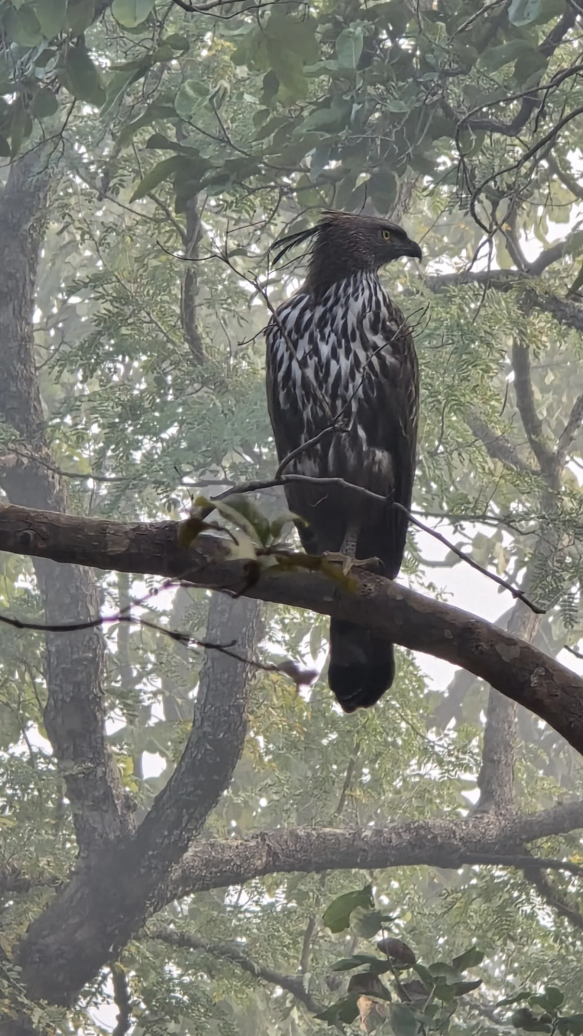 Ken River Gorge Panna Tiger Reserve birdlife — crested hawk eagle perched in teak forest