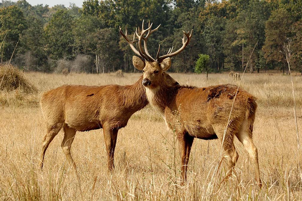 Hardground Barasingha Kanha National Park — swamp deer stags in grassland