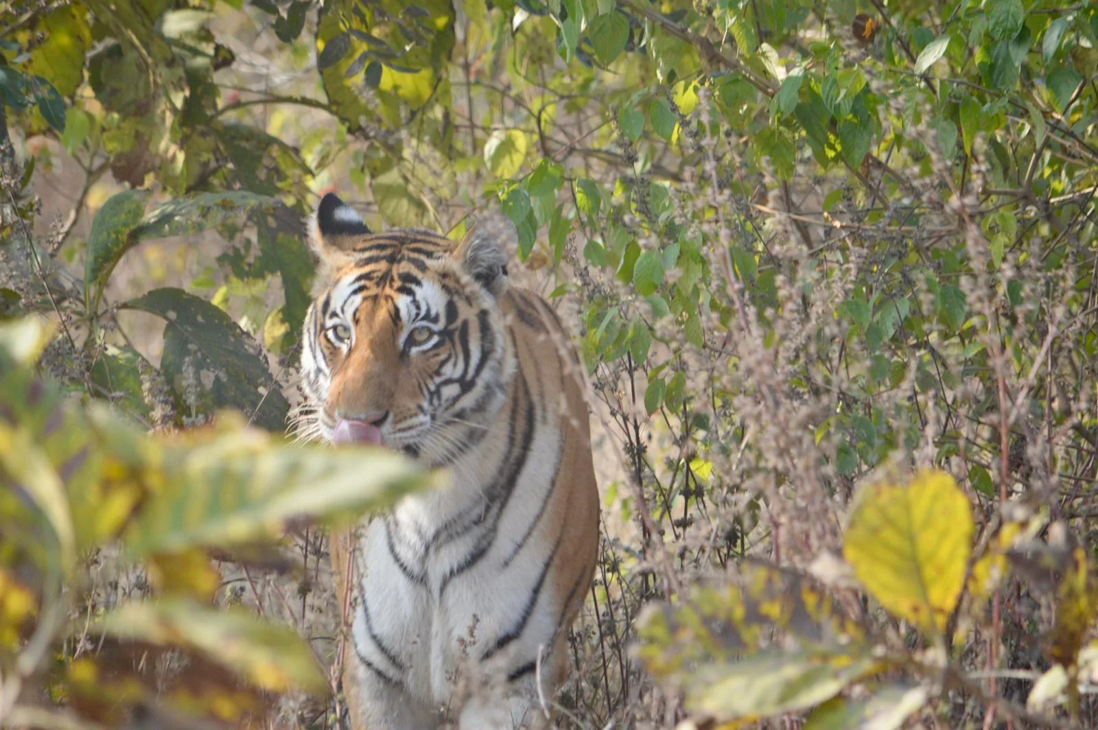 Panna Tiger Reserve safari tiger sighting in dry deciduous undergrowth