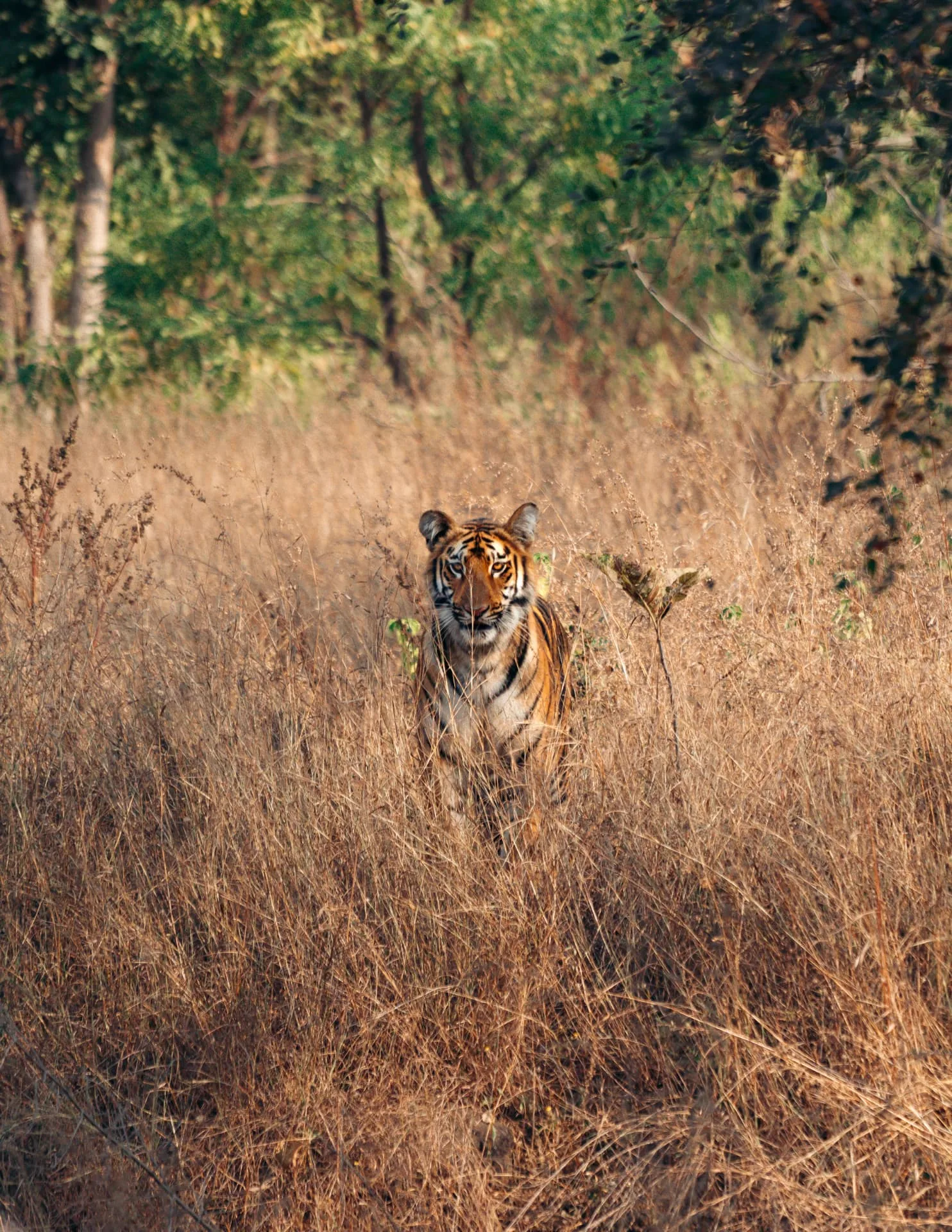 Tiger in the grassland of Madhai core zone, Satpura Tiger Reserve