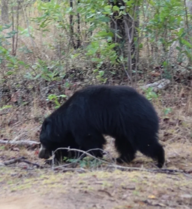 Sloth bear sighting on a Satpura National Park safari