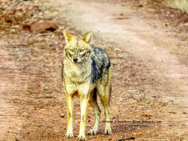 Golden jackal on a safari track in kardhai woodland, Kuno National Park