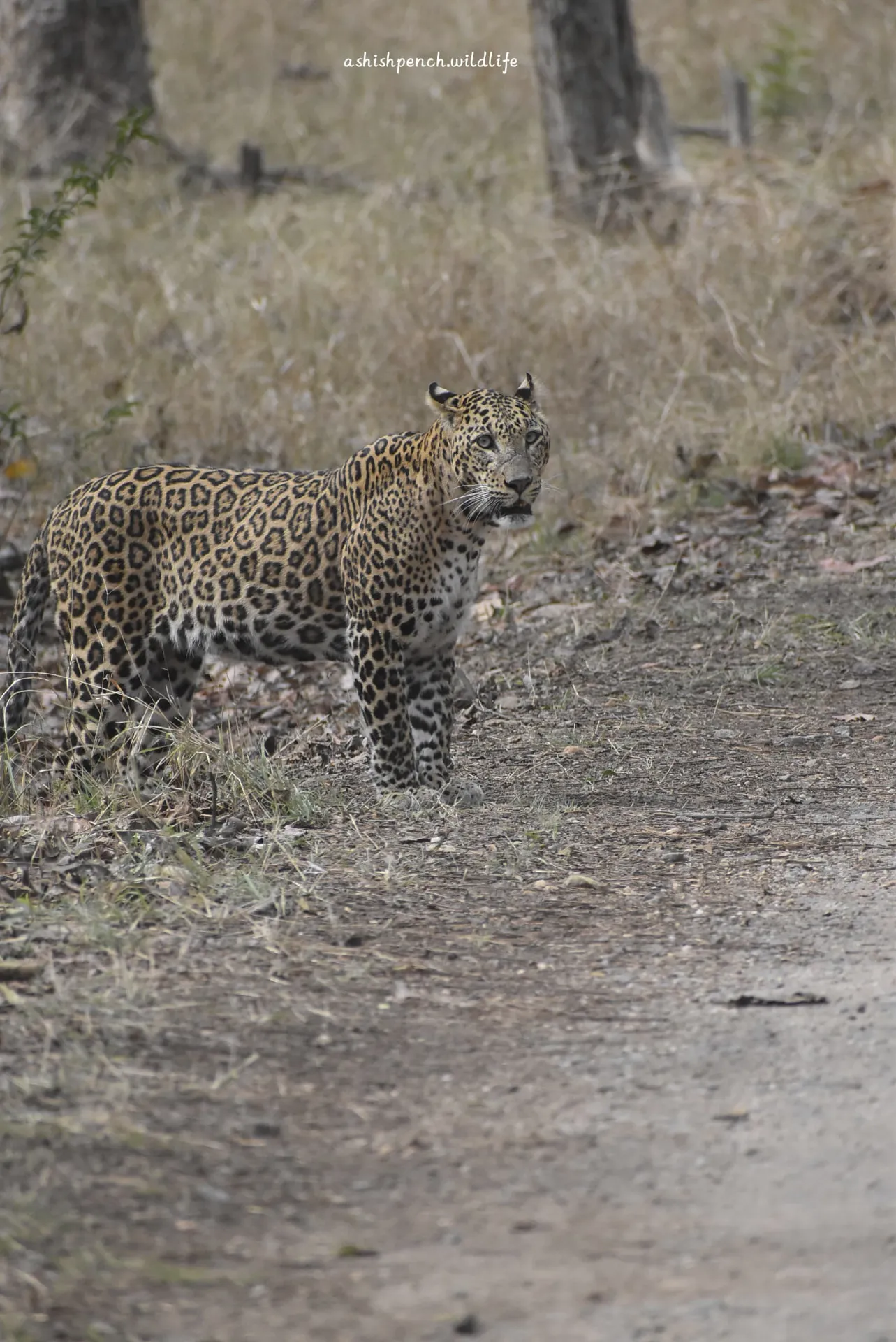 Leopard on an open forest track in Pench Jamtara buffer zone safari