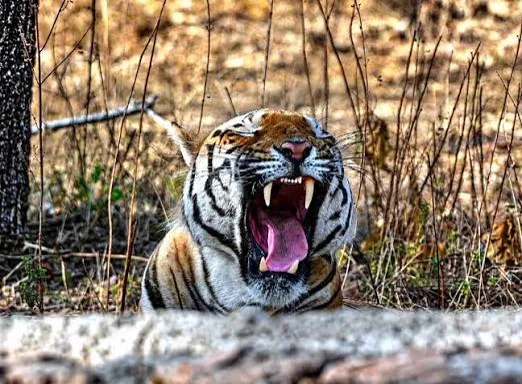 Bengal tiger snarling in dry deciduous forest on a Ratapani Tiger Reserve safari