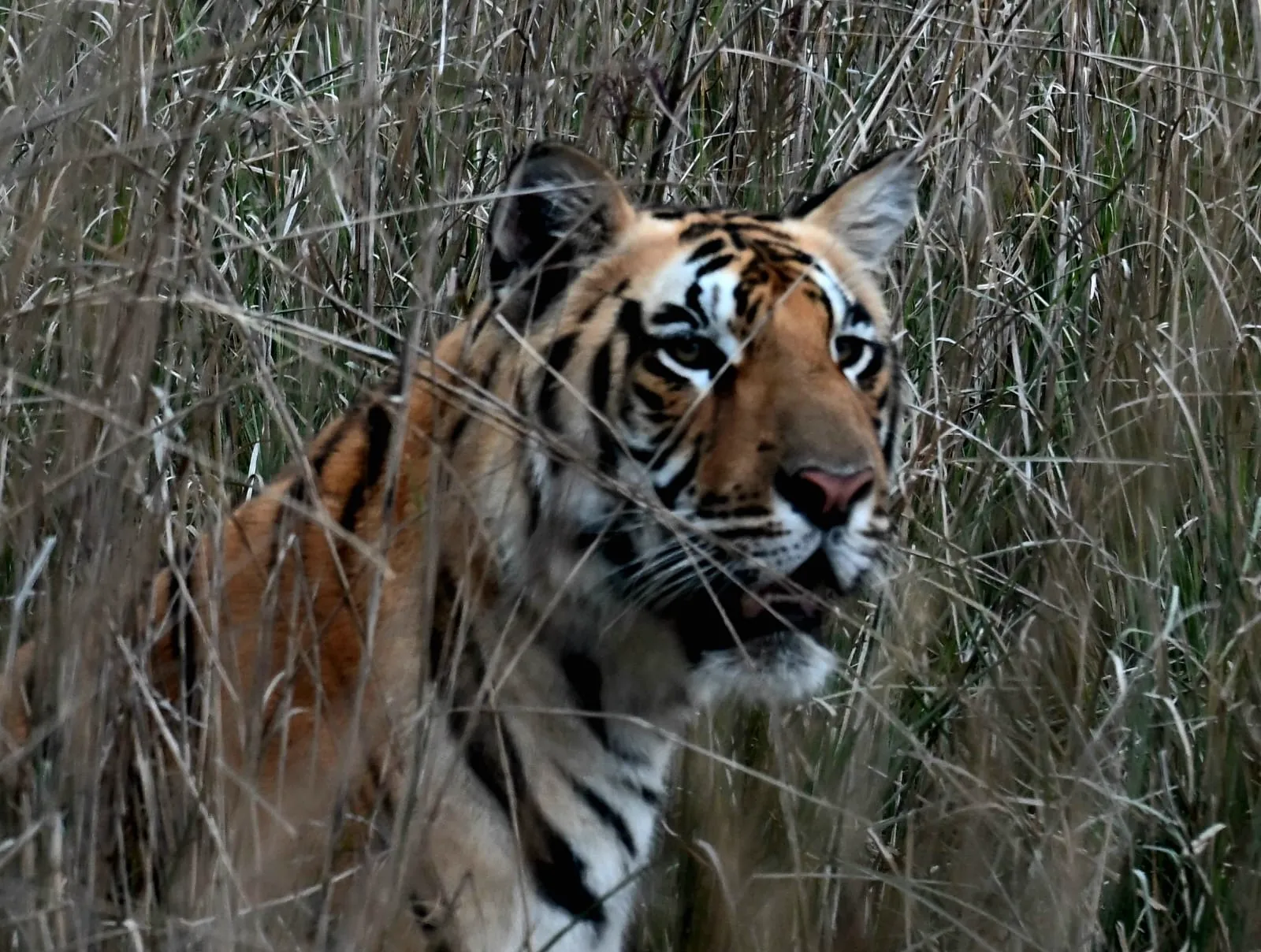 Bengal tiger portrait in tall grass on a Pench Tiger Reserve safari