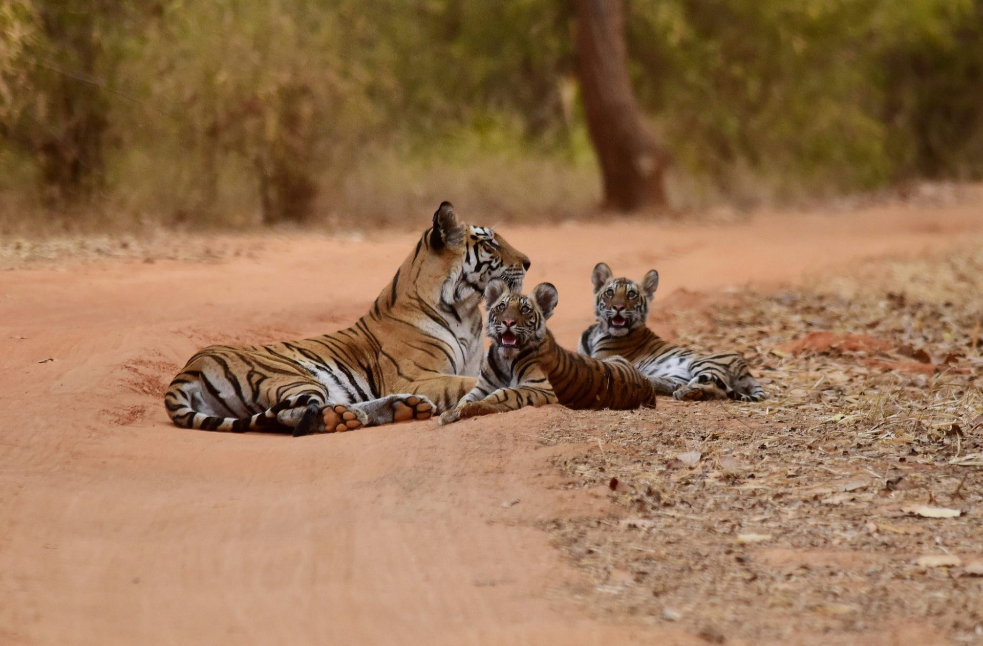 Bandhavgarh Tiger Reserve safari booking — Highest tiger density in India
