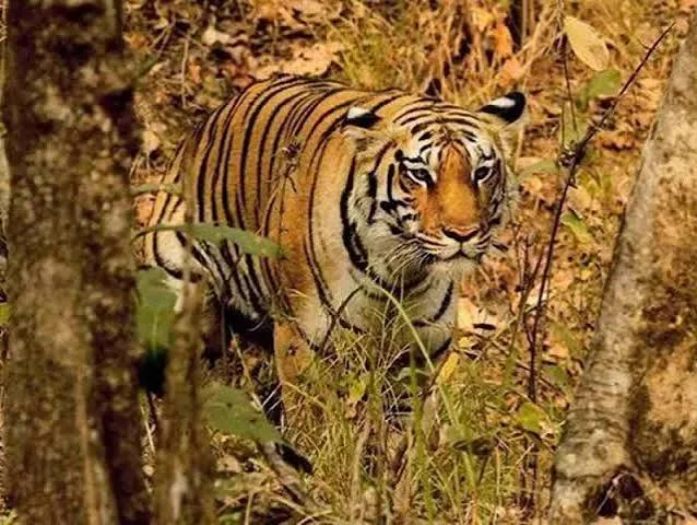 Tiger walking through teak forest at Ratapani Tiger Reserve