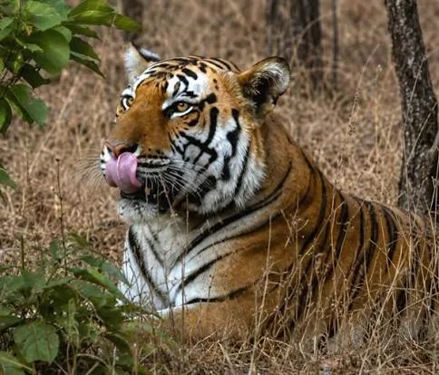 Ratapani Tiger Reserve Jhiri gate safari tiger resting in dry grassland