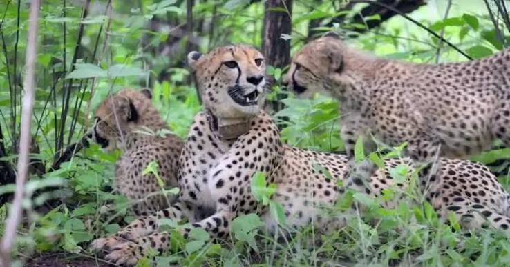Cheetah mother with cubs in green undergrowth — Kuno National Park wildlife safari