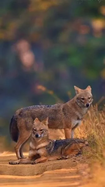Golden jackals on a forest track — Kuno National Park wildlife beyond cheetahs