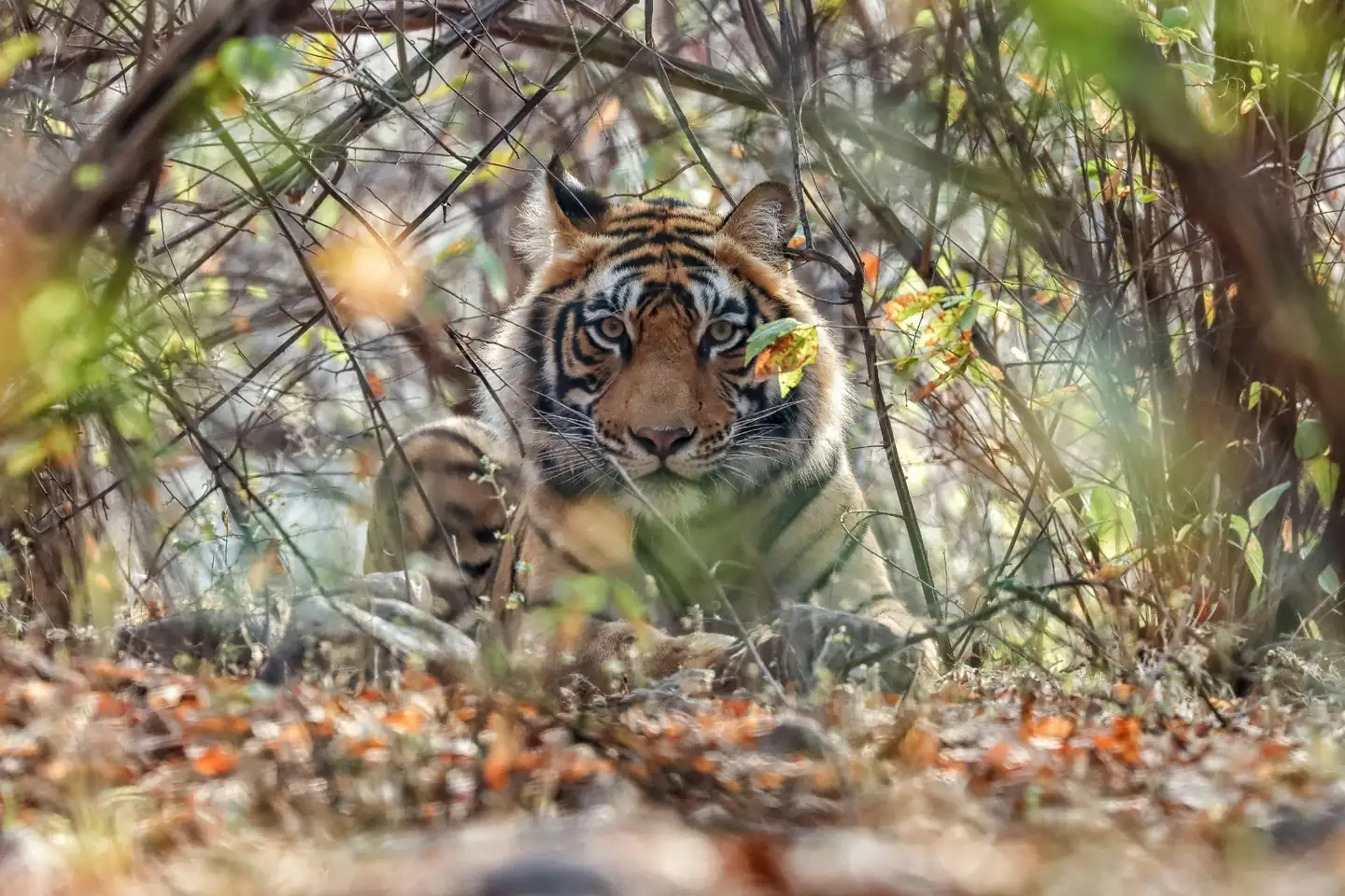 Tiger safari at Bandhavgarh Tiger Reserve core zone