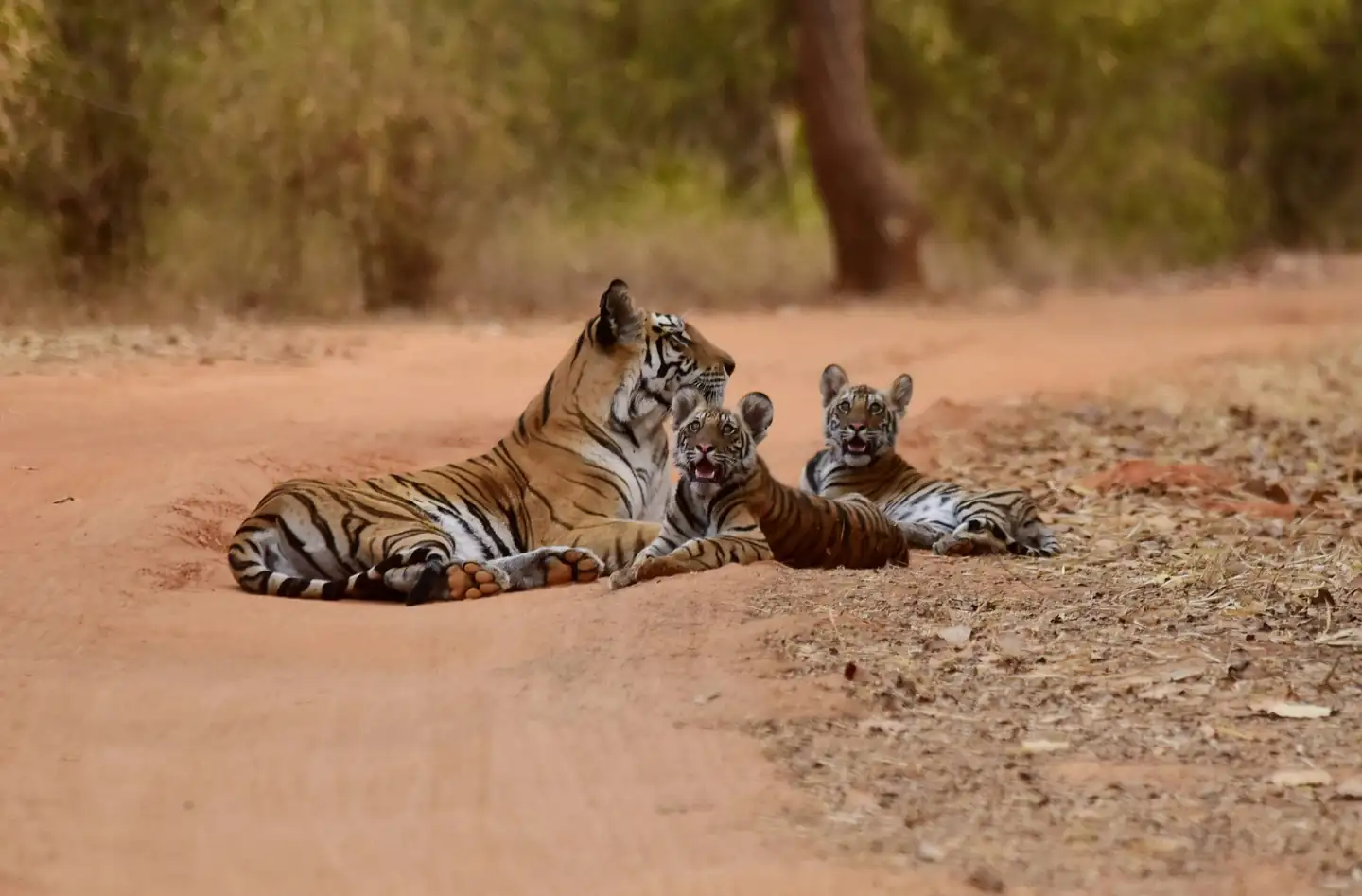 Bandhavgarh National Park tiger safari — wild tigress with cubs on a Tala zone forest track