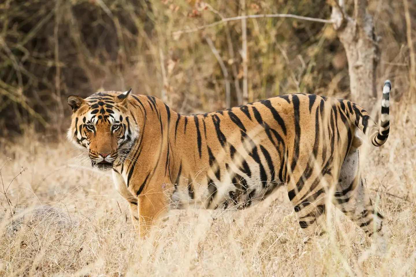 Tiger safari at Kanha Tiger Reserve core zone