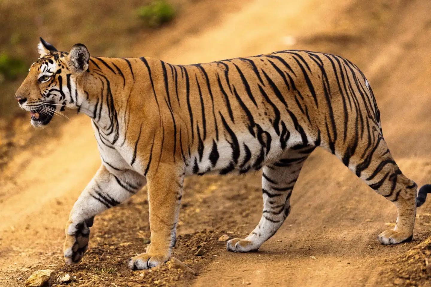 Khatiya gate Kanha barasingha meadow safari — tiger in sal forest and open maidan