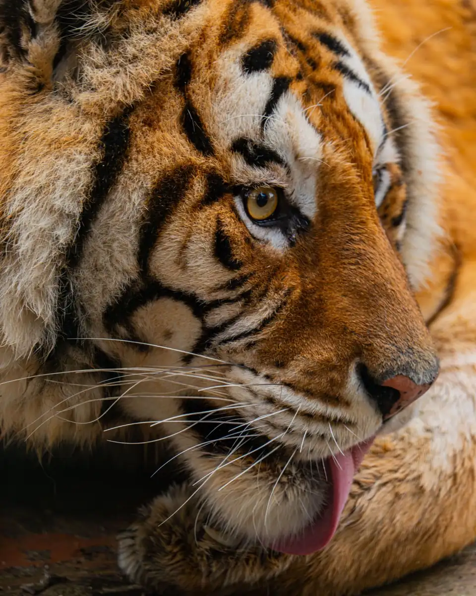 Kheoni Wildlife Sanctuary tiger safari booking — wildlife photo from Dewas, MP