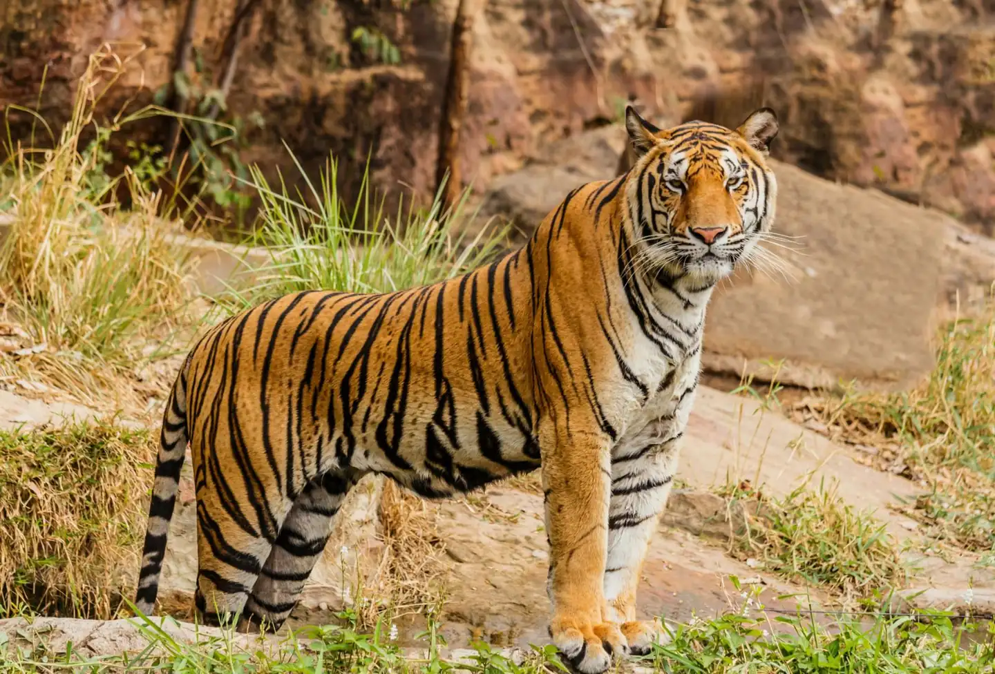 Black panther and tiger habitat at Mogarkasa Conservation Reserve safari near Nagpur, Maharashtra